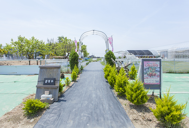 やまちゃんふぁーむ「いちご畑」の風景