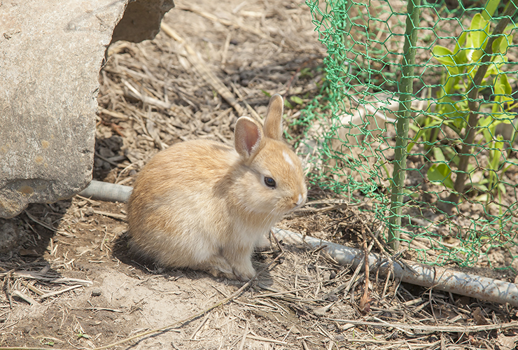 やまちゃんふぁーむ「いちご畑」の風景11